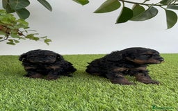 Caniche Toy perros en venta: CANICHTE TOY HEMBRA Mascotas del sur - Imagen 14
