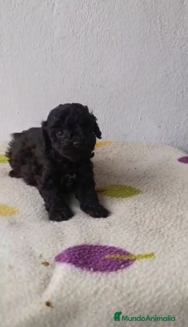 Caniche Toy perros Caniche toy  - Anuncio 1