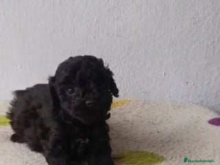 Caniche Toy perros Caniche toy - Anuncio 1