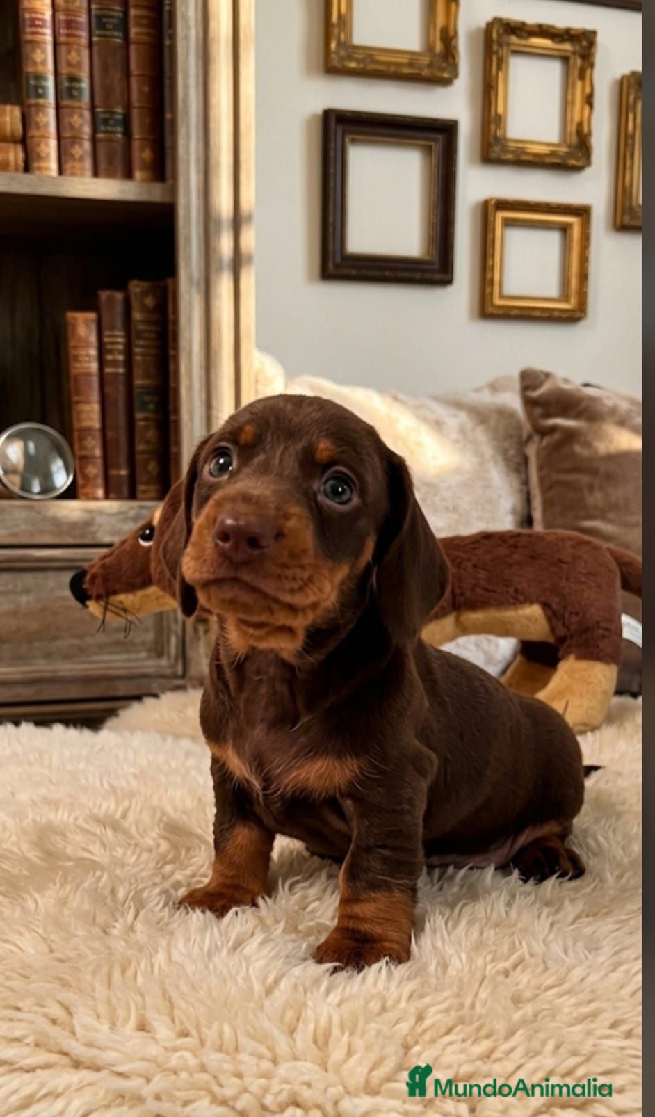 Teckel Miniatura perros Teckel Kaninchen Macho chocolate  - Anuncio 1