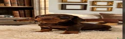 Teckel Miniatura perros en venta: Teckel Kaninchen Macho chocolate  - Anuncio 1