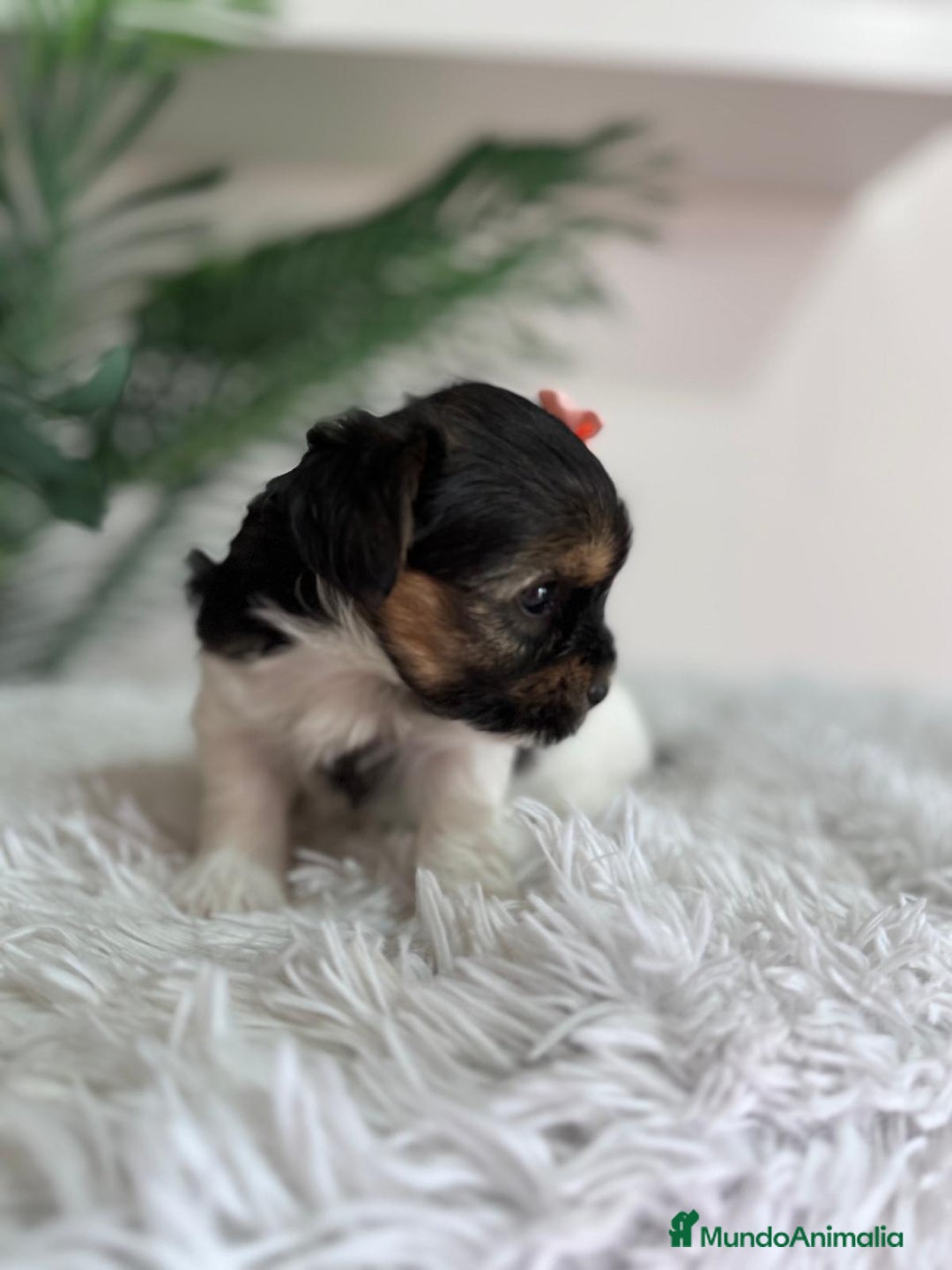 Yorkshire Terrier perros en venta: YORKSHIRE BIEWER HEMBRA - Anuncio 4