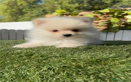 Pomerania perros en venta: POMERANIA - Imagen 21