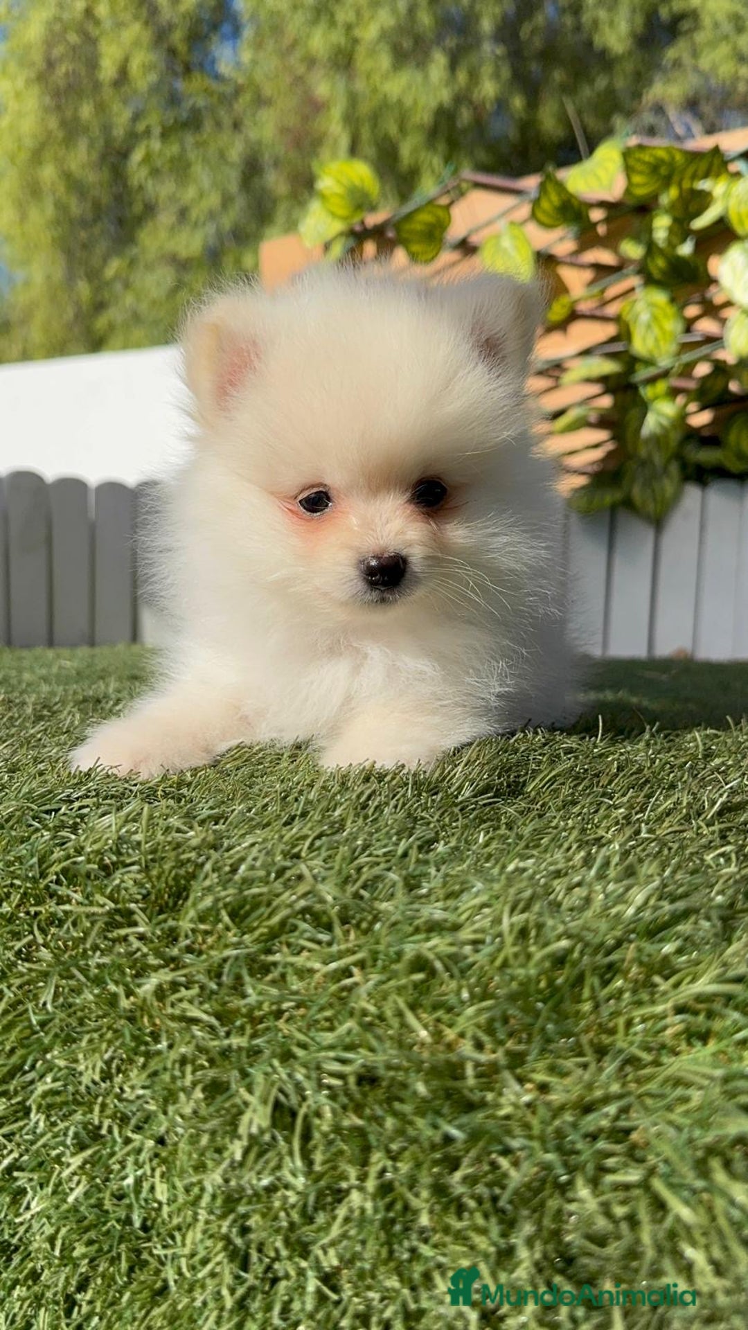 Pomerania perros en venta: POMERANIA - Imagen 21