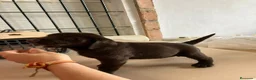 Labrador Retriever perros en venta: Labrador Retriever  - Anuncio 7