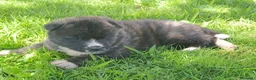 Akita Americano perros en venta: Akita americano - Anuncio 9
