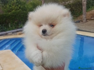 Pomerania perros Pomerania lulu Toy macho blanco - Anuncio 1