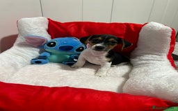 Jack Russell Terrier perros en venta: Jack Russell increíble camada - Imagen 7