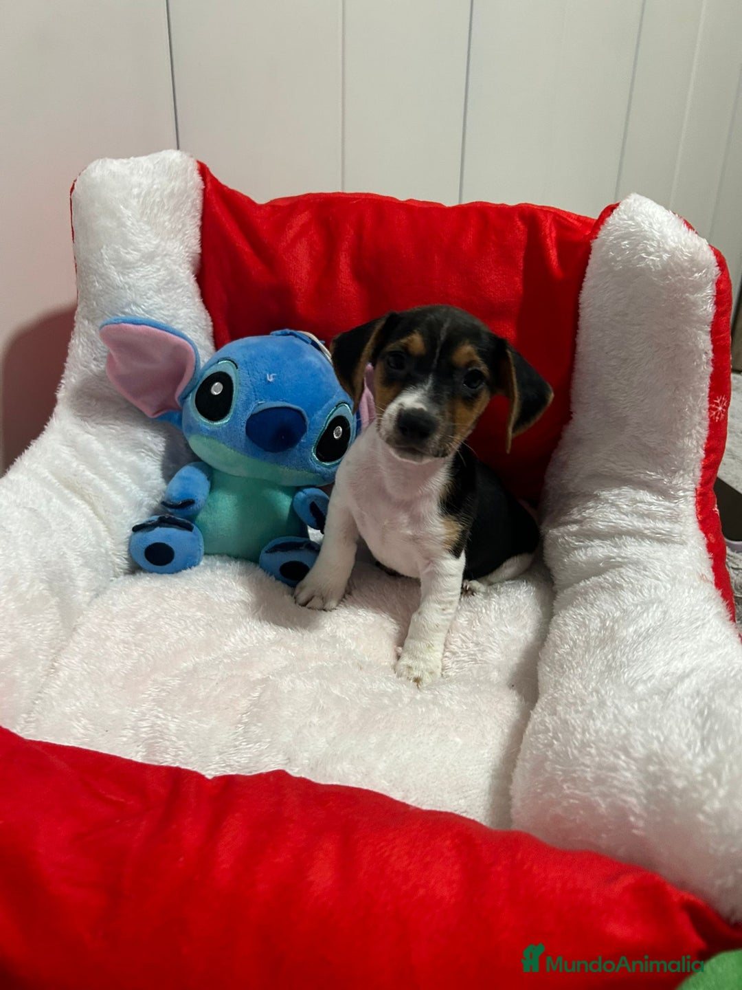 Jack Russell Terrier perros en venta: Jack Russell increíble camada - Imagen 7