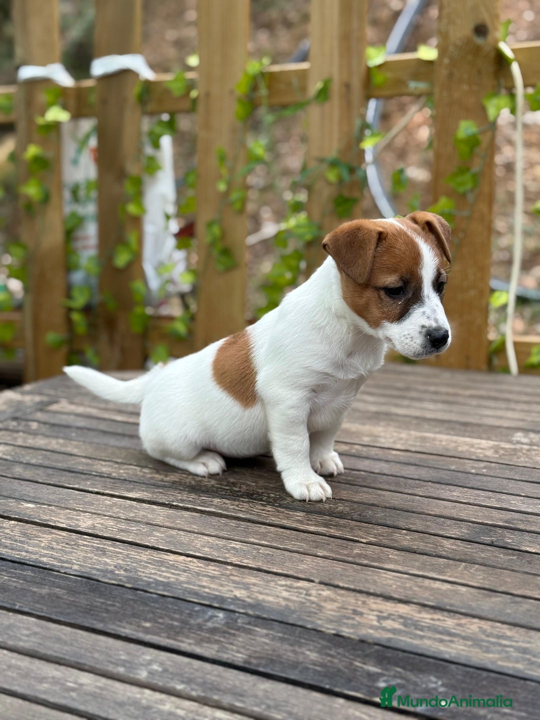 Jack Russell Terrier perros en venta: Jack Russell juguetones bicolor preciosos  - Anuncio 2