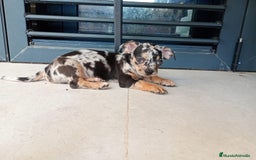 Chihuahua perros en venta: Chihuahua macho  - Imagen 3
