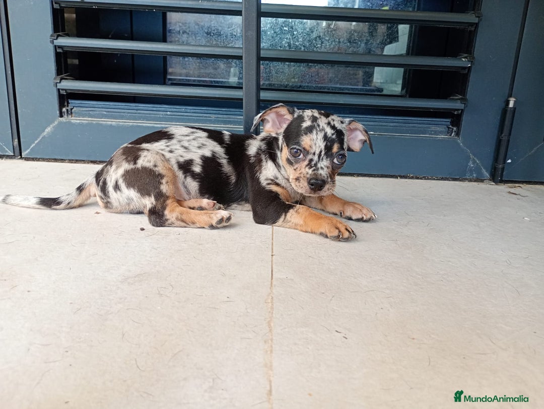 Chihuahua perros en venta: Chihuahua macho  - Imagen 3