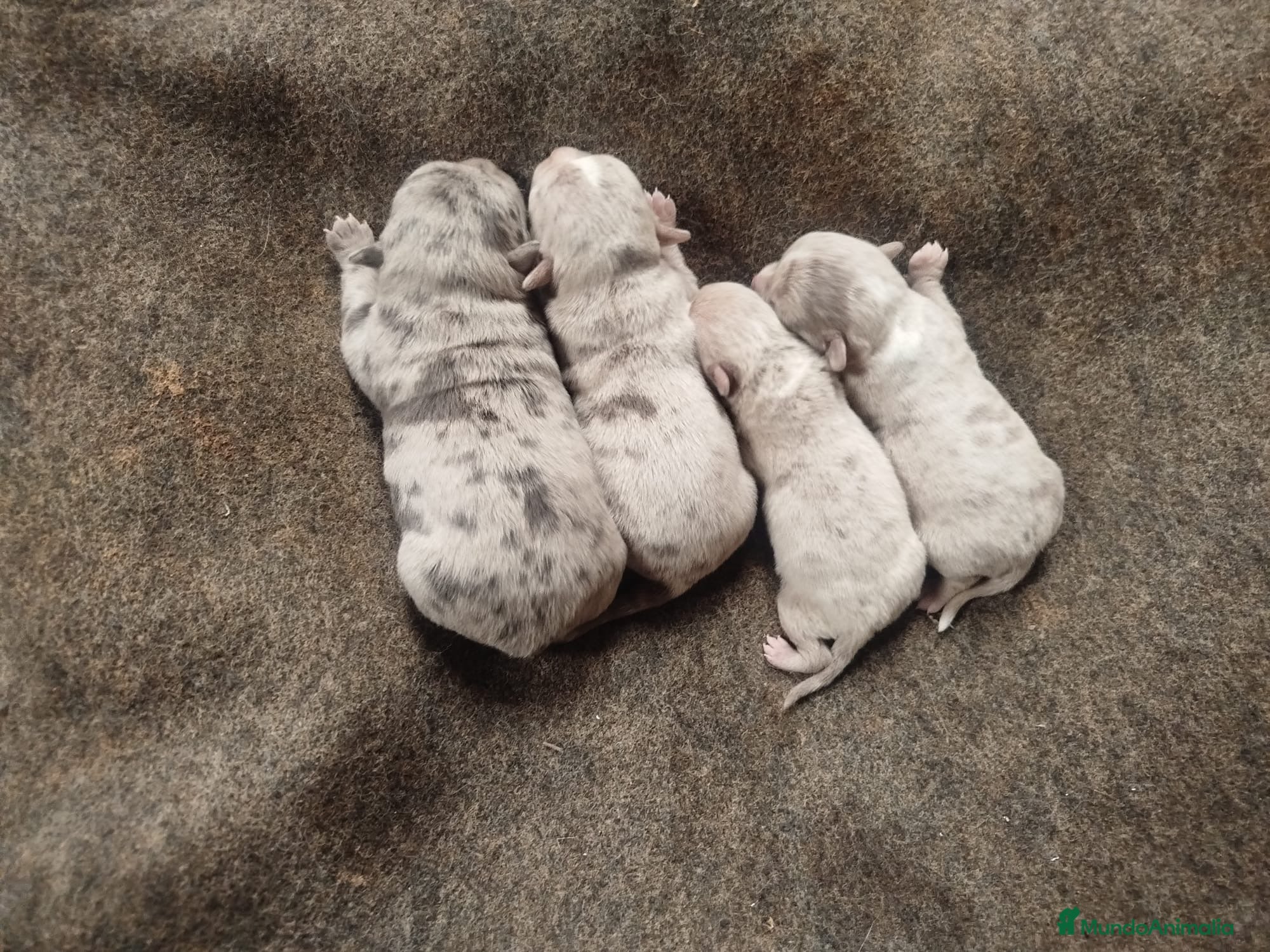 Chihuahua perros Espectacular camada chihuahuas exóticos  - Anuncio 1