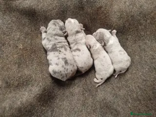 Chihuahua perros Espectacular camada chihuahuas exóticos - Anuncio 1