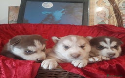 Husky Siberiano perros en venta: Husky Siberiano  - Anuncio 3