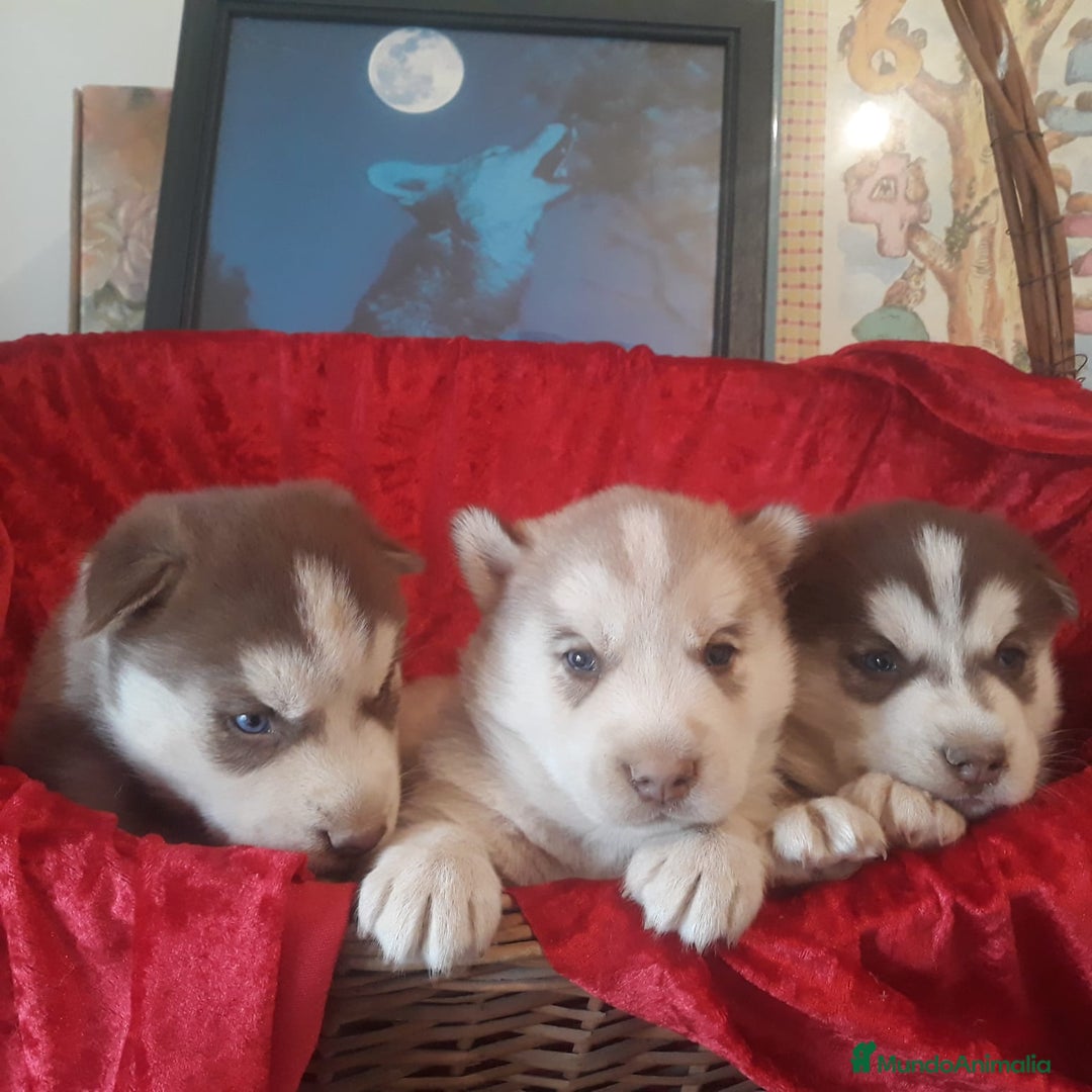 Husky Siberiano perros en venta: Husky Siberiano  - Anuncio 3