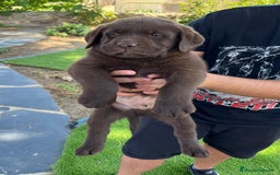 Labrador Retriever perros en venta: Cachorro macho con excelente pedigree  - Imagen 2