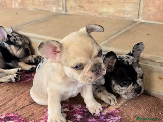 Bulldog Francés perros - Anuncio 4