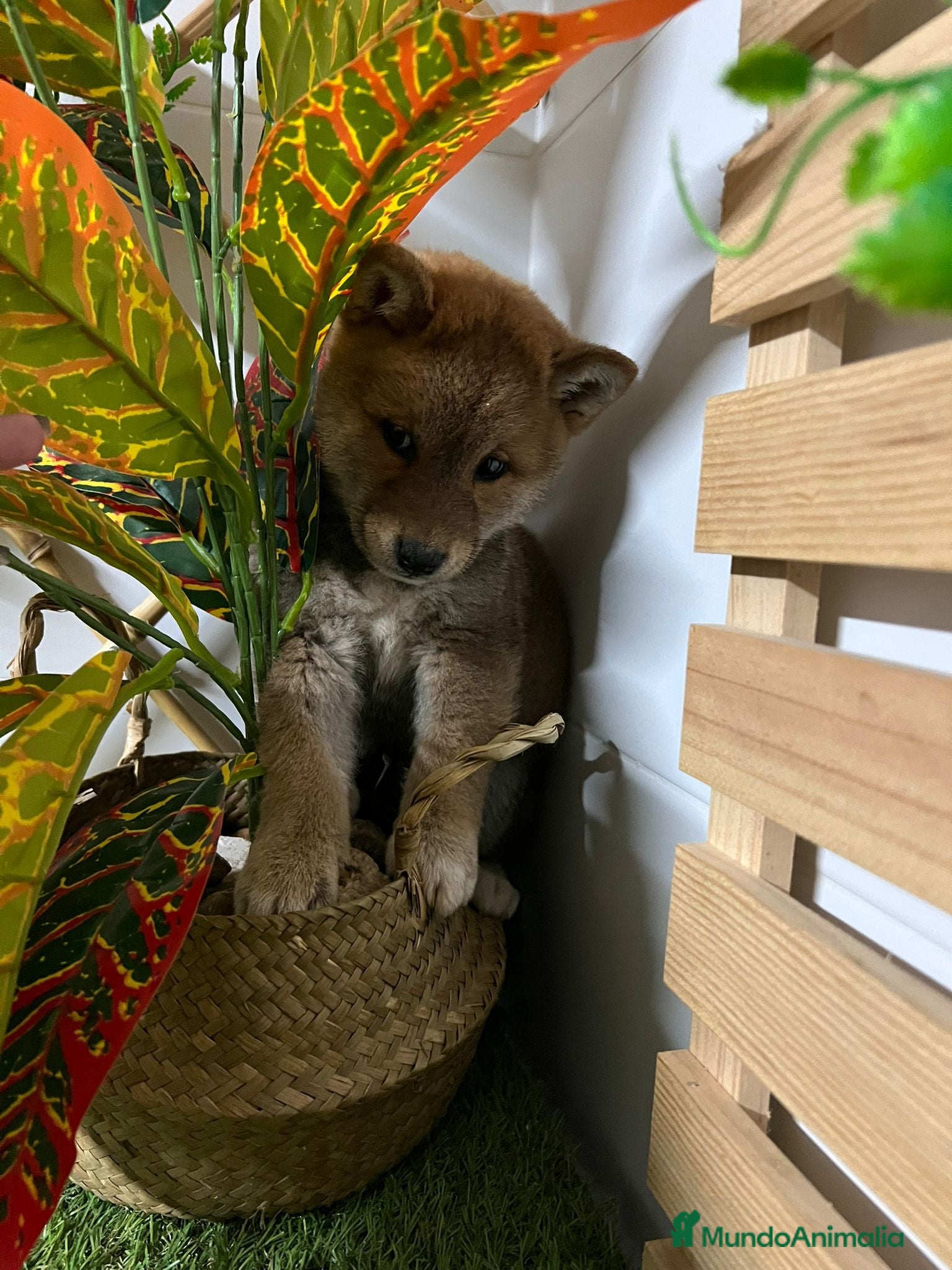 Shiba Inu perros SHIBA INU - Anuncio 2