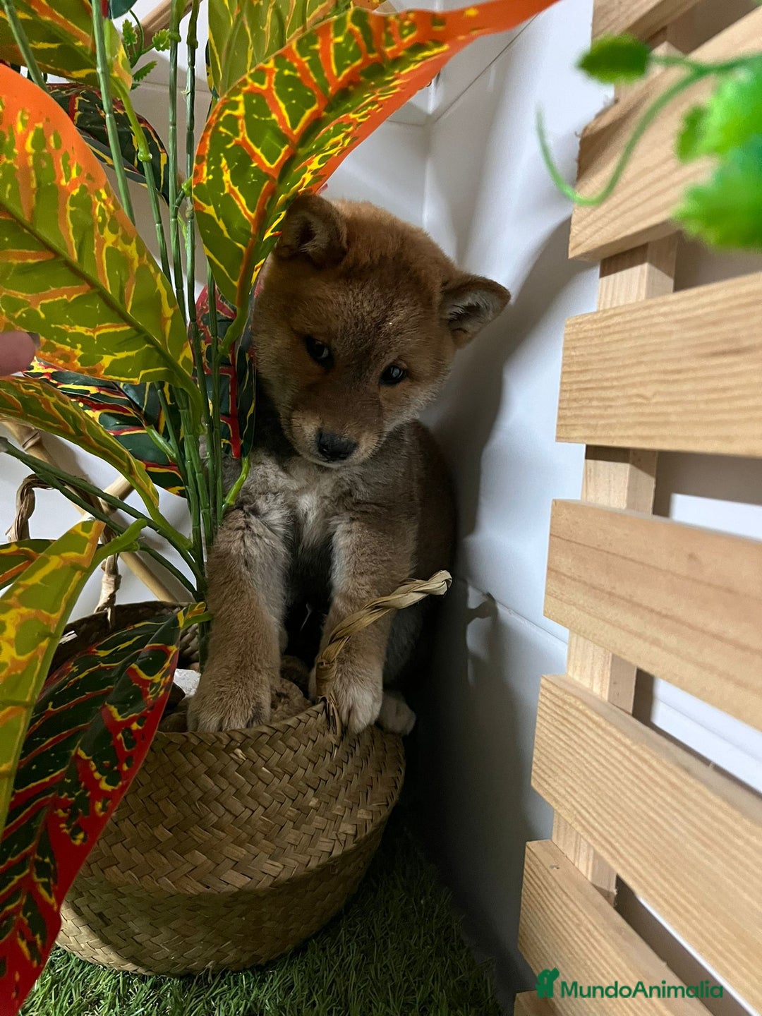 Shiba Inu perros en venta: SHIBA INU - Anuncio 2