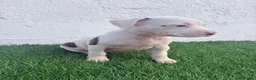 American Staffordshire-Terrier perros en venta: American Staffordshire terrier - Anuncio 12