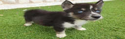 Husky Siberiano perros en venta: Husky Jet Black y Agouti EXÓTICOS - Anuncio 14