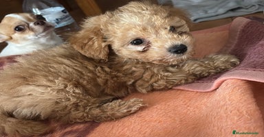 Caniche Toy perros - Anuncio 2
