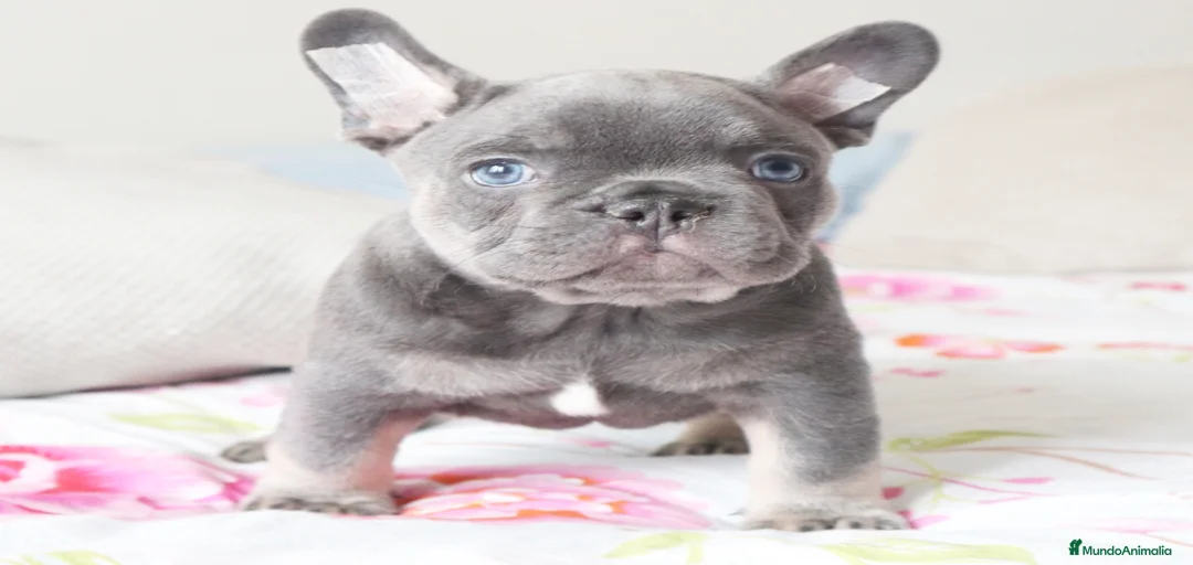 Imagen de galería {{count}}