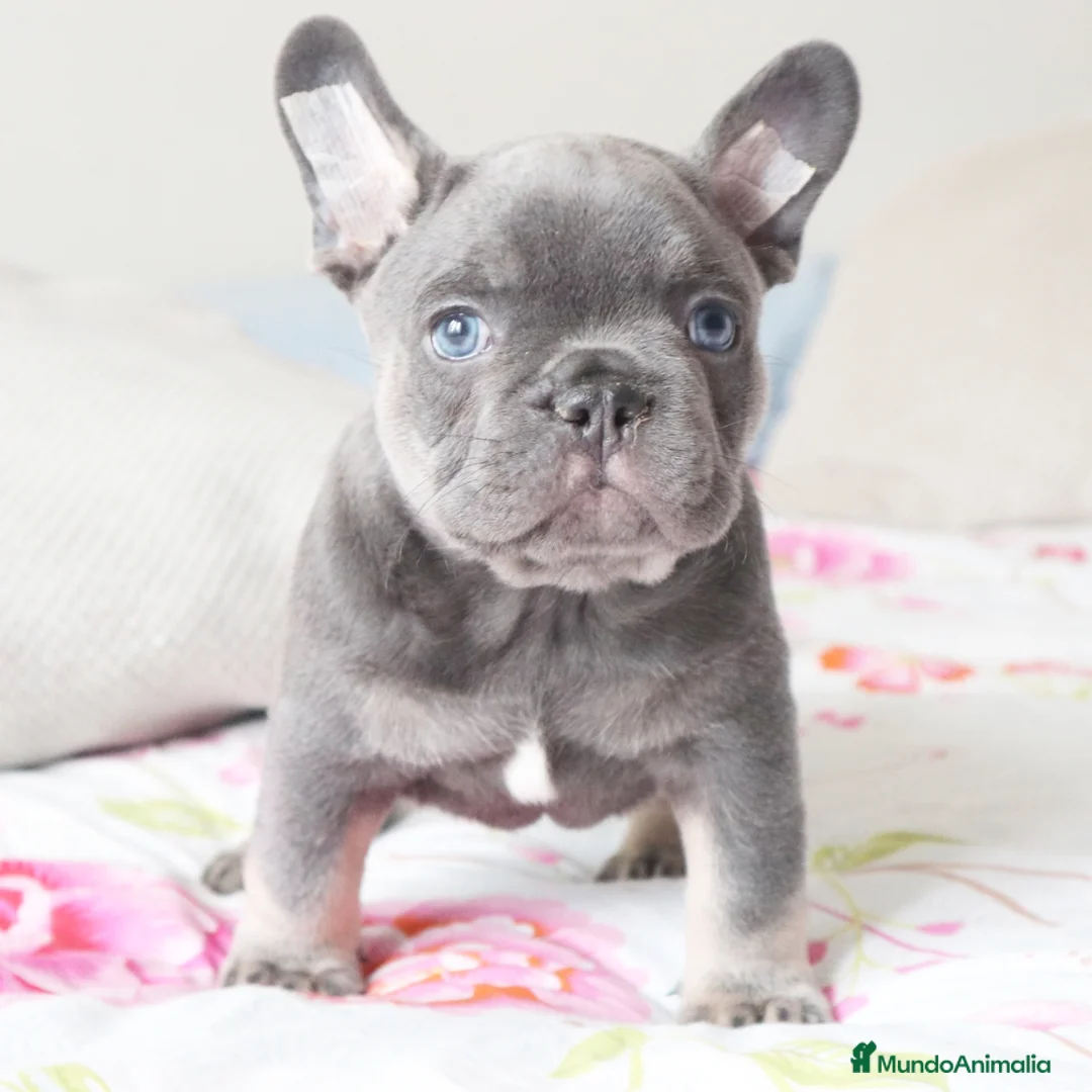 Imagen de galería {{count}}