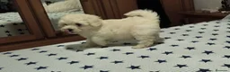 Maltipoo perros en venta: Maltipoo  - Anuncio 8