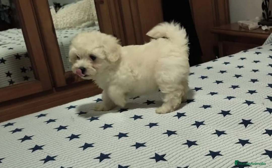 Maltipoo perros en venta: Maltipoo  - Anuncio 8