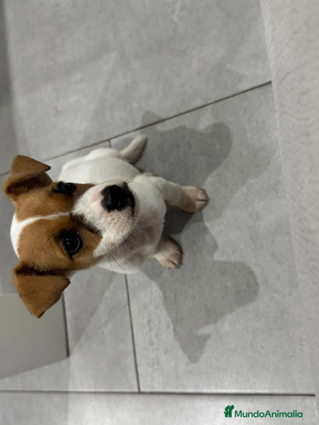 Jack Russell Terrier perros en venta: JACK RUSSELL - Anuncio 5