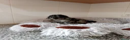 Caniche Toy perros en venta: Caniche toy - Anuncio 7