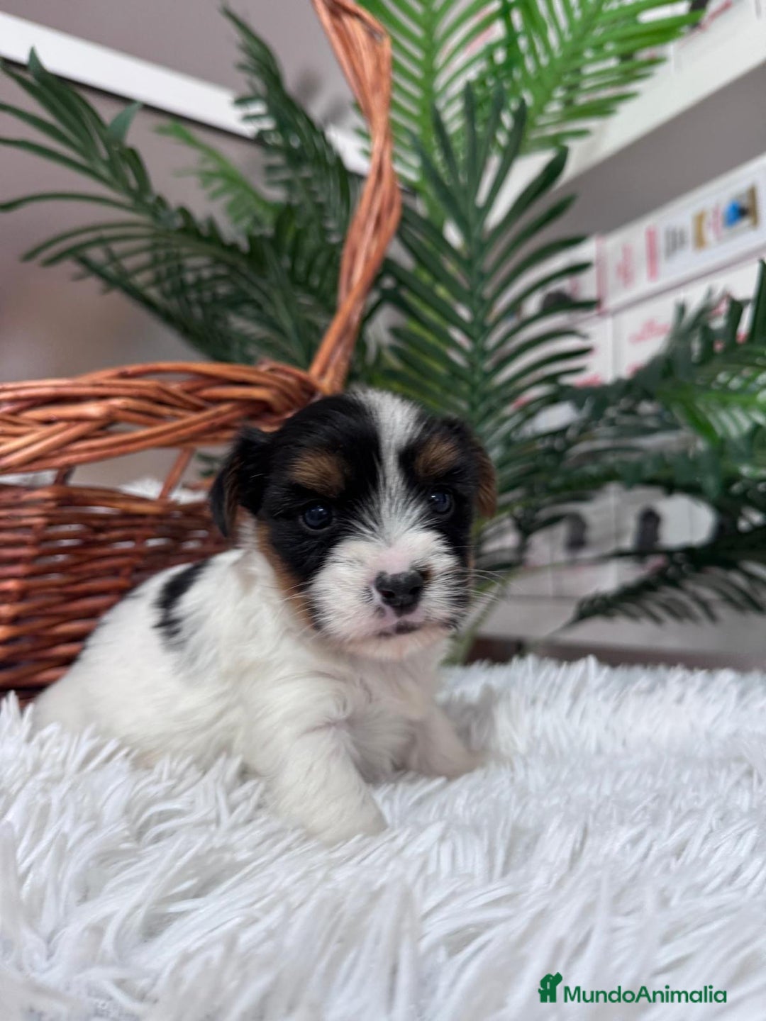 Yorkshire Terrier perros en venta: YORKSHIRE BIEWER - Anuncio 15