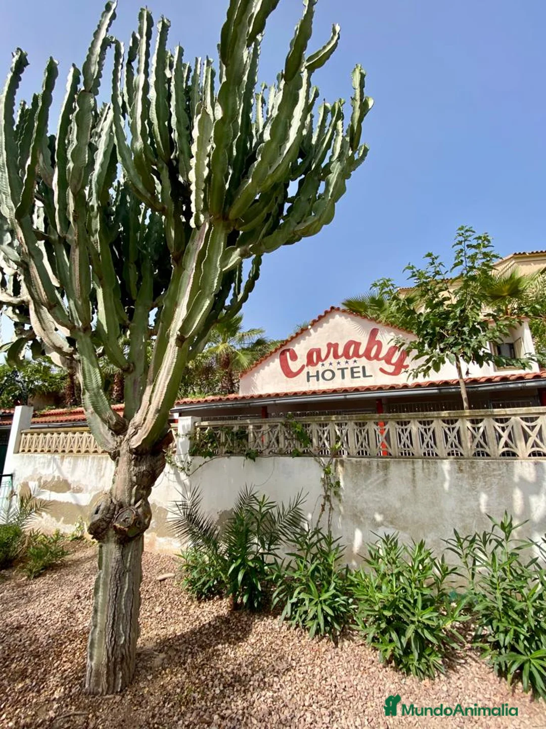 Pinscher Alemán perros en venta: Benidorm Todos los servicios para tu mascota  en Alicante - Anuncio 3