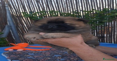 Chow Chow perros Bebes chow chow /lengua azul  - Anuncio 12