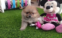 Pomerania perros en venta: PRECIOSA POMERANIA MINI TOY - Imagen 5