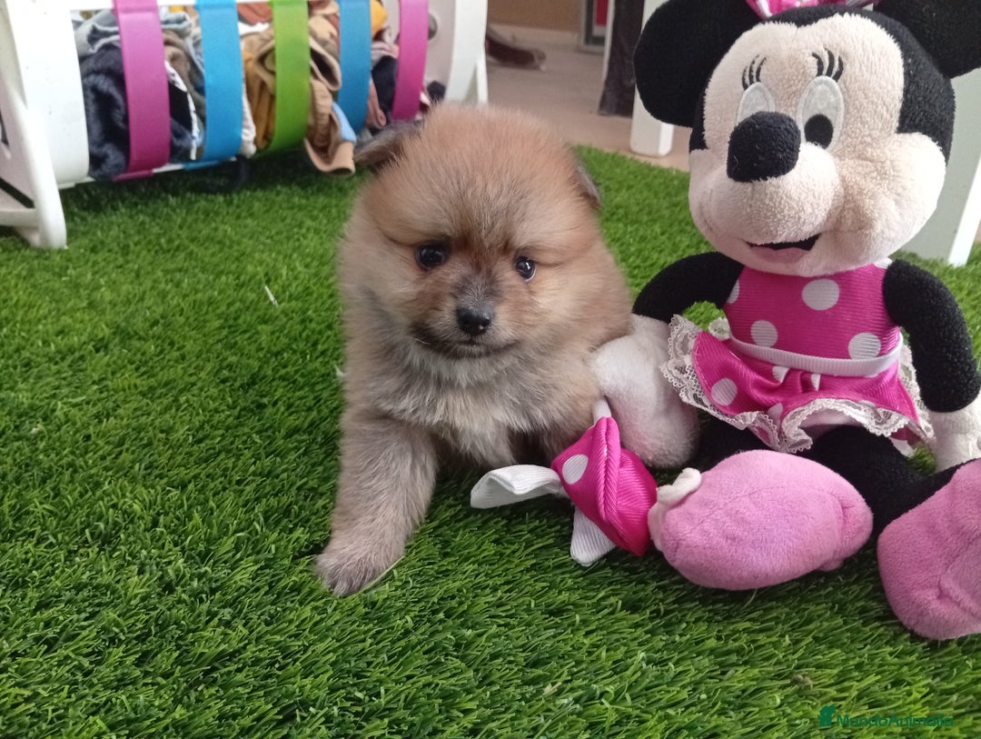Pomerania perros en venta: PRECIOSA POMERANIA MINI TOY - Imagen 5