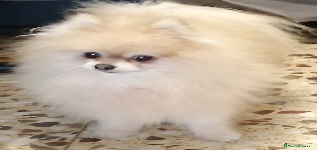 Imagen de galería {{count}}