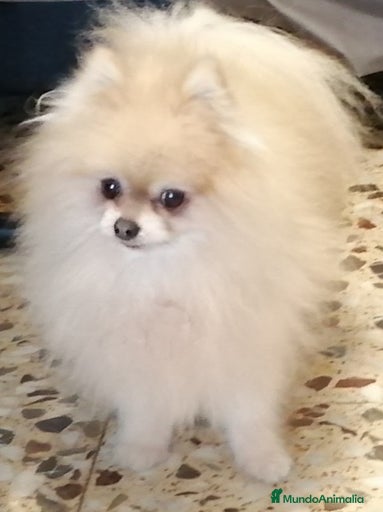 Imagen de galería {{count}}