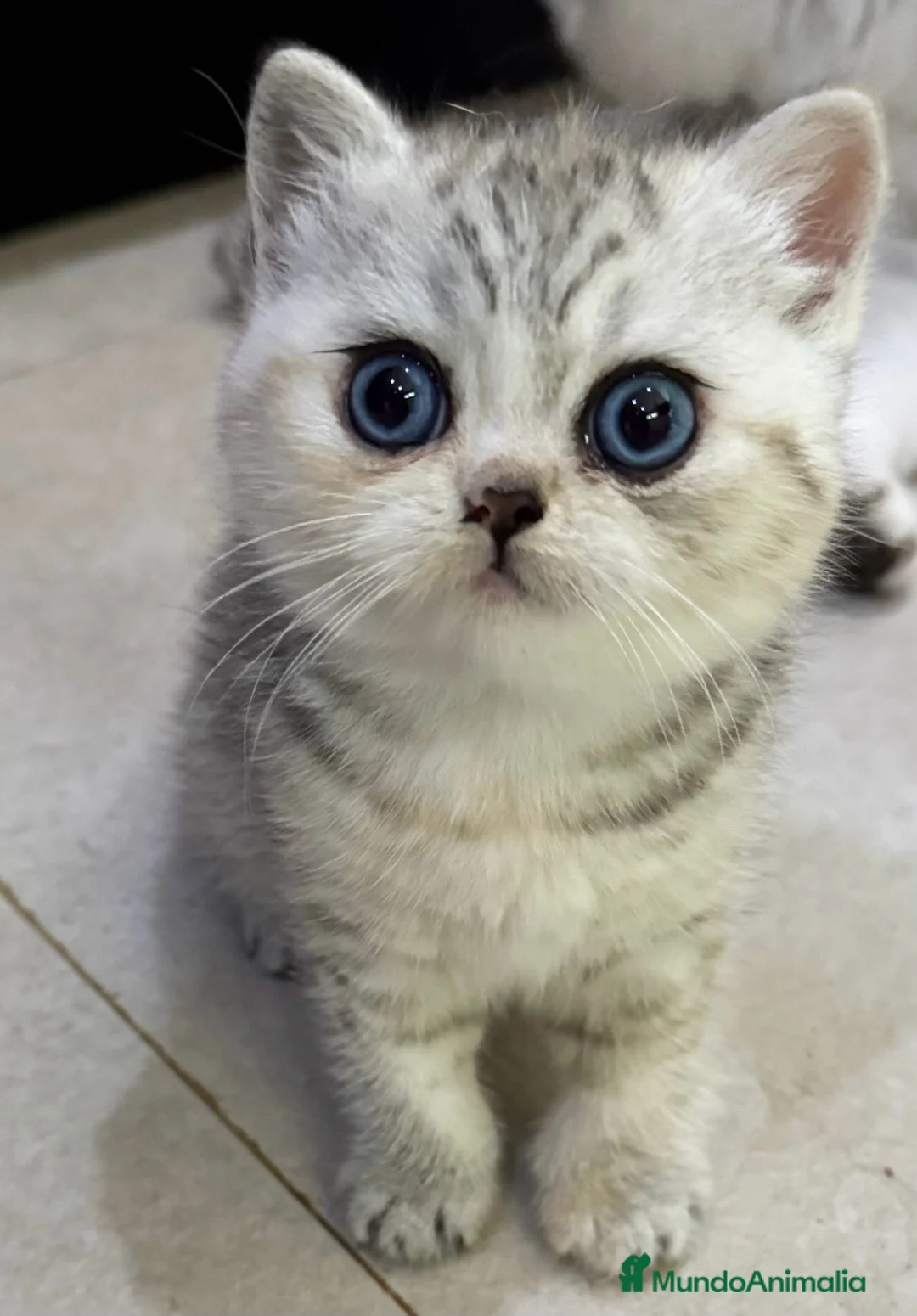 Británico de Pelo Corto gatos en venta: Cachorros British Shorthair  - Anuncio 1