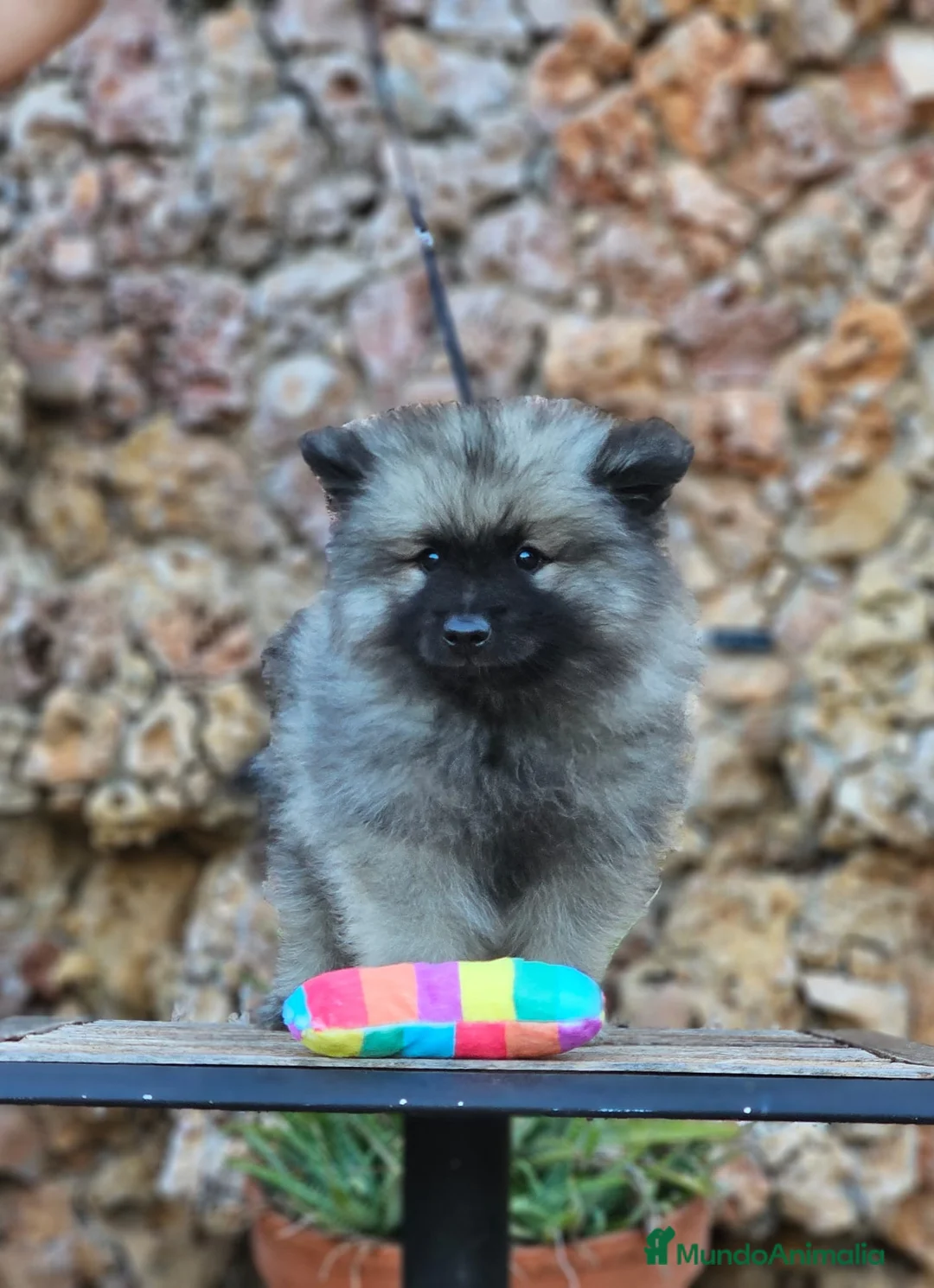 Spitz Lobo - Wolfsspitz perros en venta: Bebés WOLFSPITZ keeshond - Anuncio 6
