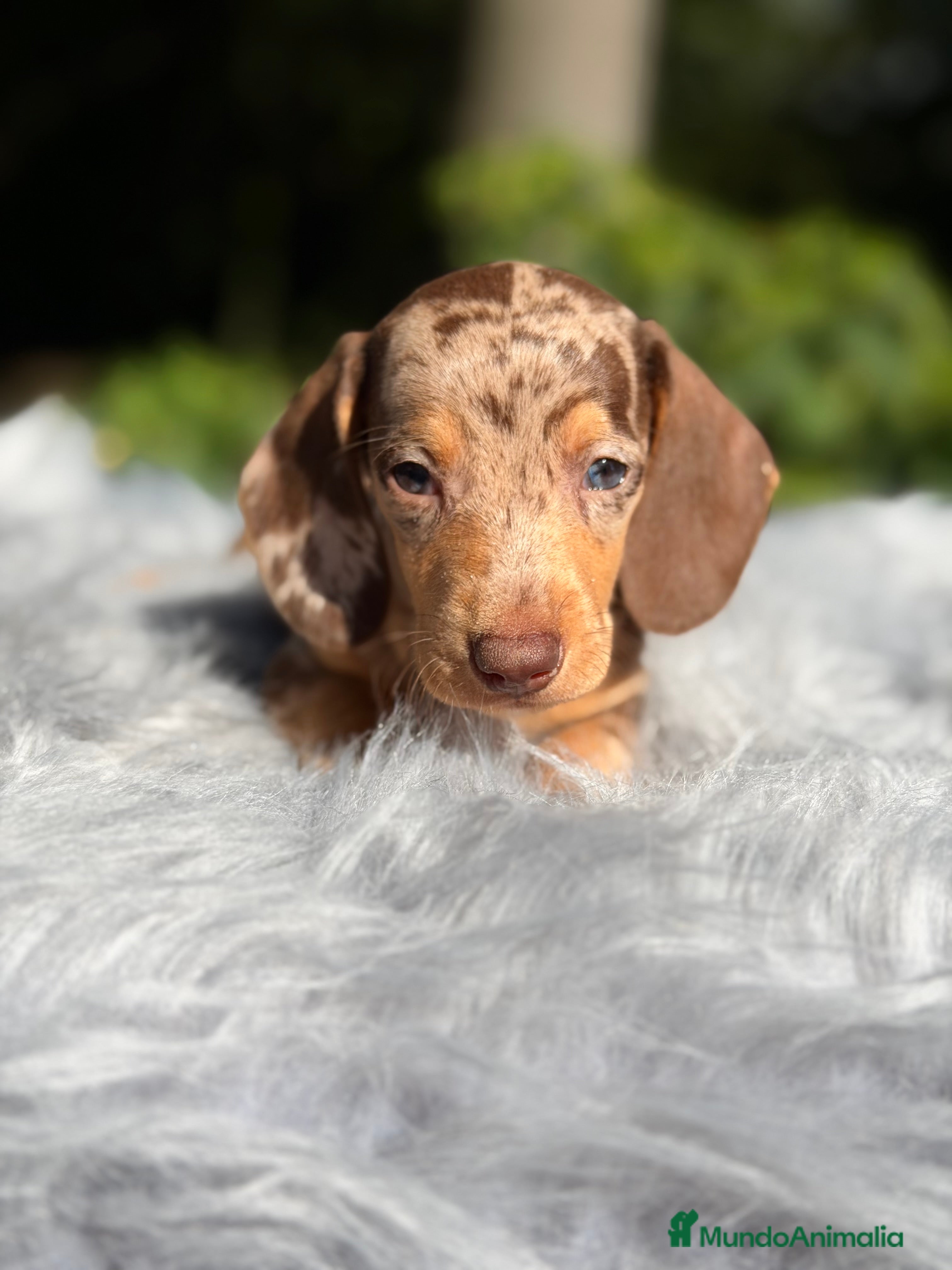 Teckel Miniatura perros Teckel Arlequin chocolate  - Anuncio 33