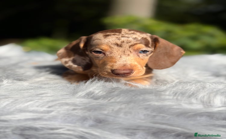 Teckel Miniatura perros Teckel Arlequin chocolate  - Anuncio 1