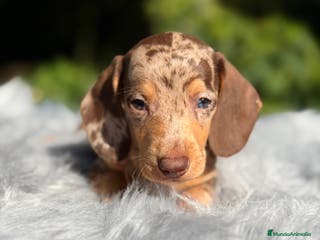 Teckel Miniatura perros Teckel Arlequin chocolate - Anuncio 8
