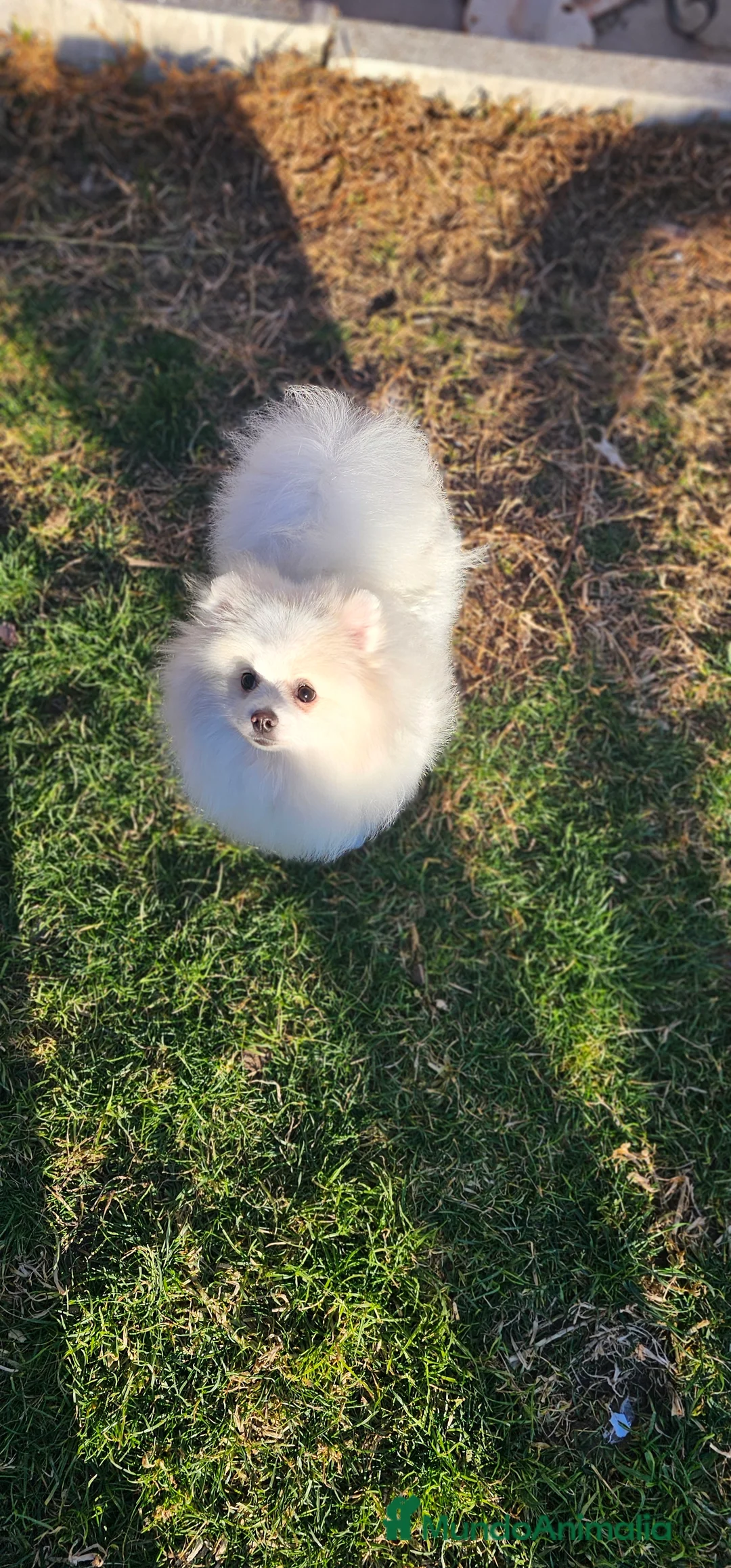 Pomerania perros en venta: POMERANIA BLANCo PARTI CREMA con gen merle - Anuncio 3