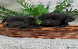 Labrador Retriever perros en venta: LABRADOR MACHO - Imagen 10