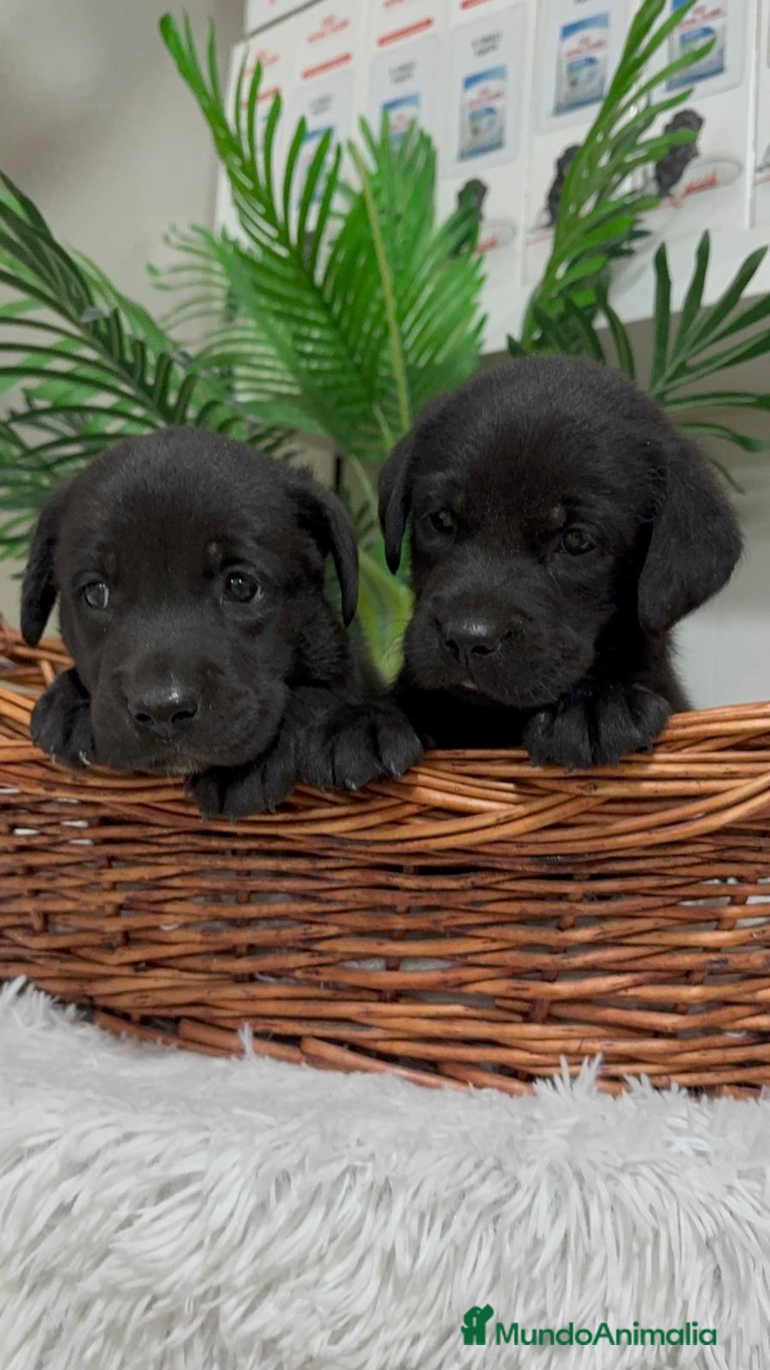 Labrador Retriever perros en venta: LABRADOR MACHO - Imagen 10