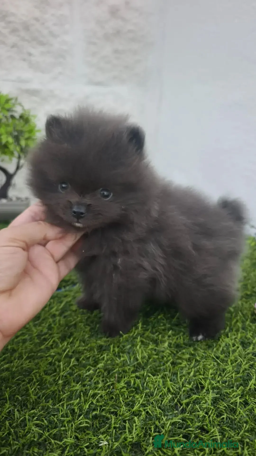 Pomerania perros en venta: Pomerania toy blue  - Anuncio 2
