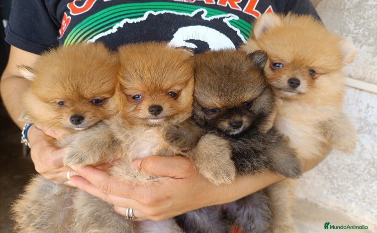 Pomerania perros - Propaganda 14